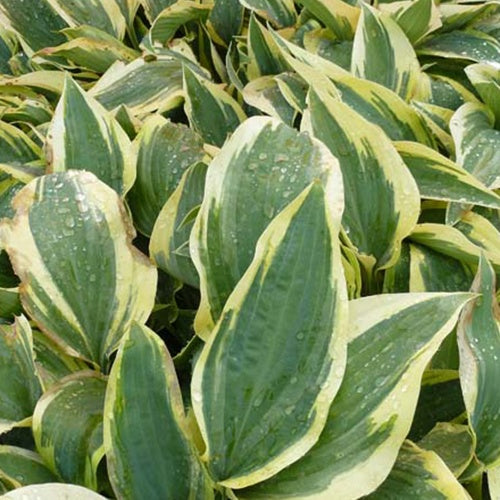 Hartlelie Wolverine Funkia - Hosta hybride wolverine - Tuinplanten