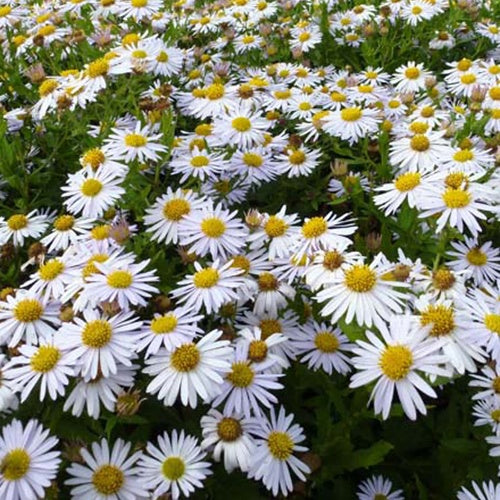 Zomeraster Madiva - Bakker