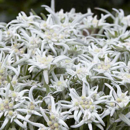 Edelweiss 'Blossom of Snow' - Leontopodium nivale ssp alpinum berghman blossom o - Tuinplanten