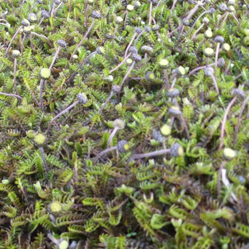 Leptinella squalida - Speldenkussenplant - Vaste planten