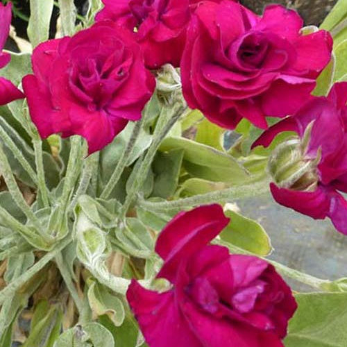 Koekoeksbloem Gardener's World - Bakker