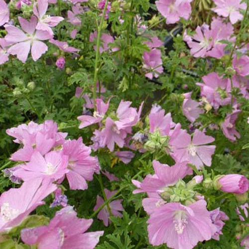 Kaasjeskruid Fastigiata (x3) - Malva alcea fastigiata - Tuinplanten