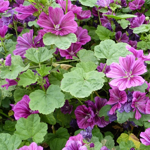 Kaasjeskruid Malva sylvestris (x3) - Malva sylvestris - Tuinplanten