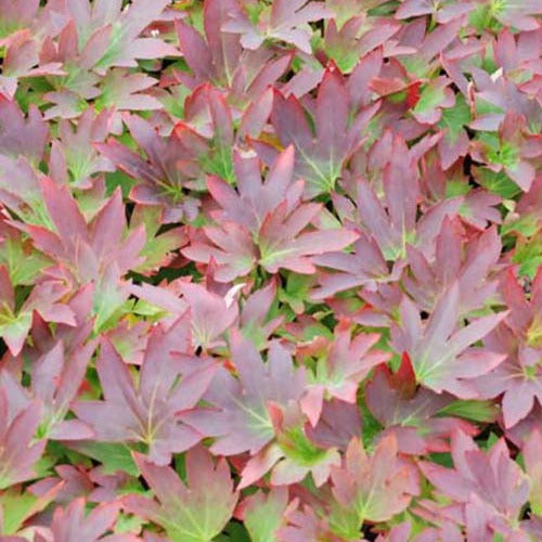 Mukdenia rossii karasuba - Vivassen Karasuba - Vaste planten