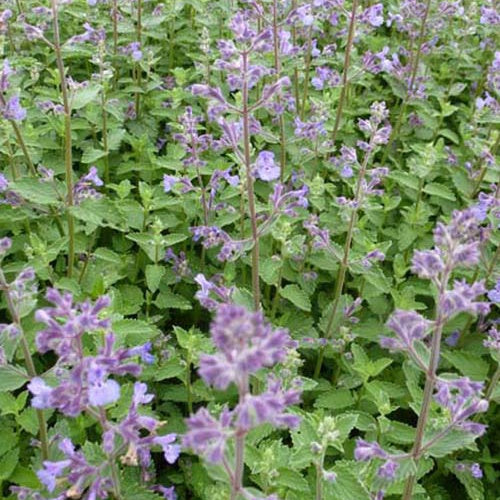 Kattekruid Junior Walker - Nepeta novanepjun junior walker - Tuinplanten