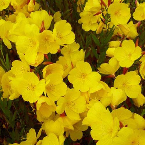 Teunisbloem 'Sonnewende' - Oenothera fruticosa sonnenwende - Heesters en vaste planten