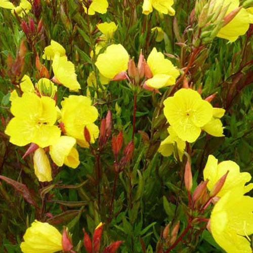 Teunisbloem glauque (x3) - Oenothera fruticosa ssp glauca - Tuinplanten