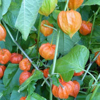 Goudbes 'Coqueret de Franchet' - Physalis alkekengi var. franchetii - Tuinplanten