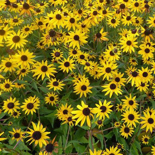 Zonnehoed Early Bird Gold - Rudbeckia fulgida dupontrf1 early bird gold - Tuinplanten