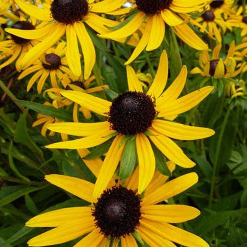 Zonnehoed Little Goldstar - Rudbeckia fulgida little goldstar - Tuinplanten