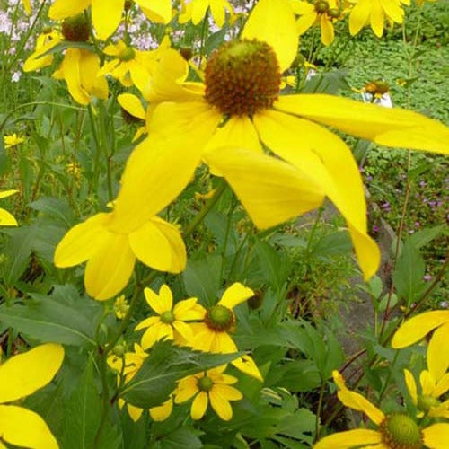 Zonnehoed Herbstsonne Zonnehoed Autumn Sun - Rudbeckia nitida herbstsonne - Tuinplanten