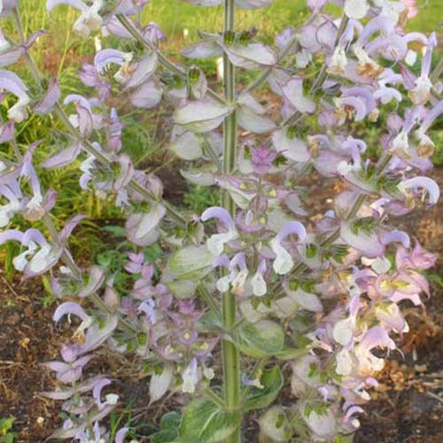 Siersalie - Salvia sclarea - Tuinplanten