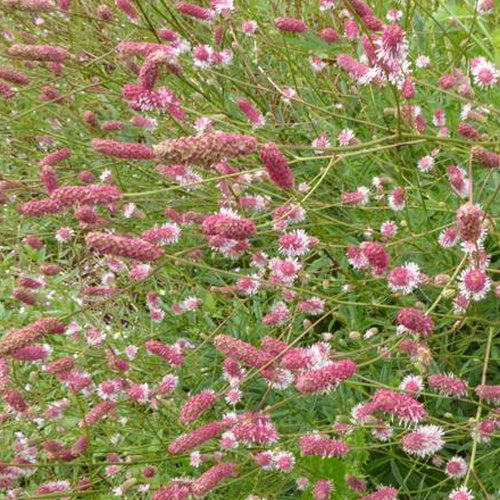 Grote pimpernel Pink Tanna