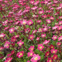 Steenbreek Arends Peter (x3) - Saxifraga peter pan - Tuinplanten