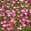 Steenbreek Arends Pixie Rose Steenbreek (x3) - Bakker