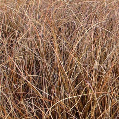 Zegge Milk Chocolate - Bakker