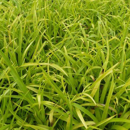 Veldbies Solar Flare - Bakker