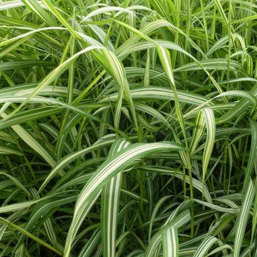 Rietgras Luteopicta - Bakker