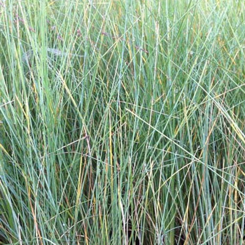 Beemdgras Tussock grass - Poa labillardieri - Tuinplanten