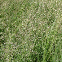 Prairiedropzaad heterolepis - Sporobolus heterolepis - Tuinplanten