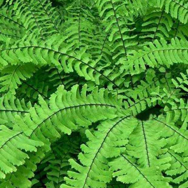 Adiantum - Venushaar (Adiantum)