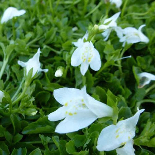 Witte mazus - Mazus reptans albus - Tuinplanten