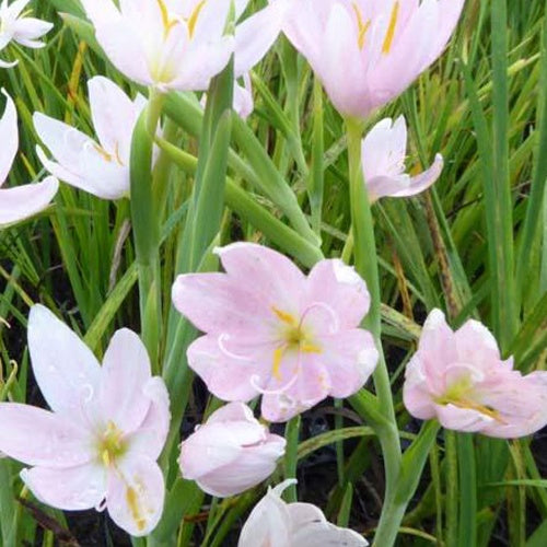 Kafferlelei - Schizostylis coccinea alba - Tuinplanten