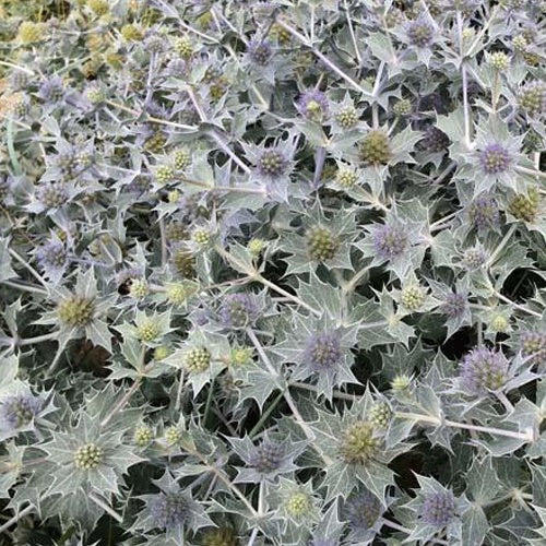 Blauwe zeedistel - Eryngium maritimum - Tuinplanten