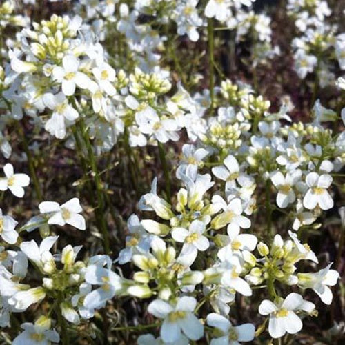 Bontbladige Arabis - klimplant - Arabis ferdinandi-coburgii variegata - Tuinplanten