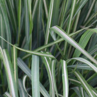 Struisriet 'Avalance' - Bakker