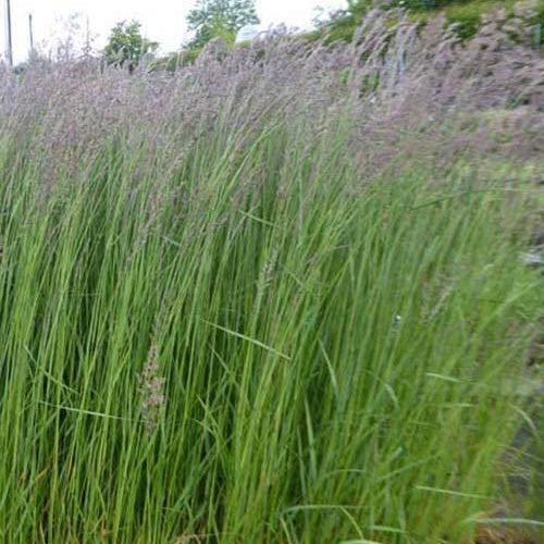 Struisriet Karl Foester - Calamagrostis acutiflora karl foerster - Tuinplanten