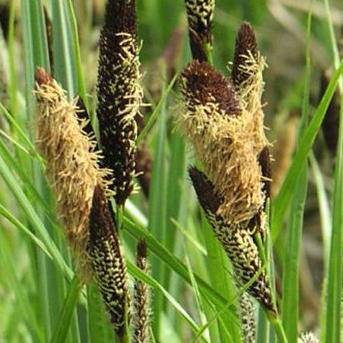 Zegge - Carex acutiformis - Tuinplanten