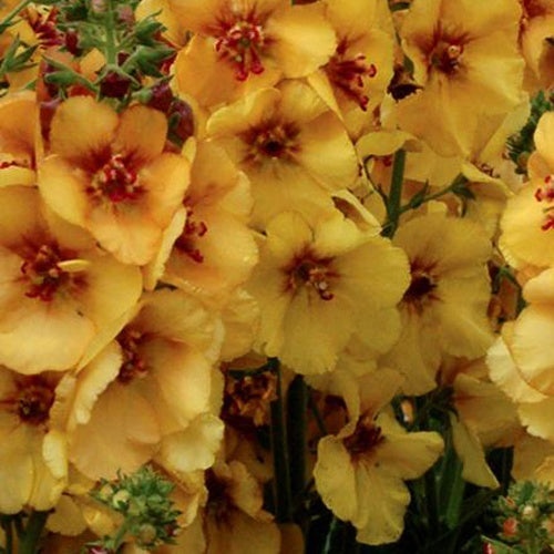 Toorts Honey Dijon - Bakker