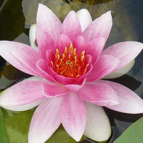 Waterlelie 'Masaniello' - Bakker