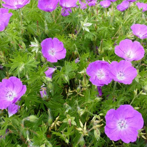 Winterharde geranium Mix 'Katharine Adèle' + hymalayense (x9) - Geranium oxonianum katharine adèle , himalayense,