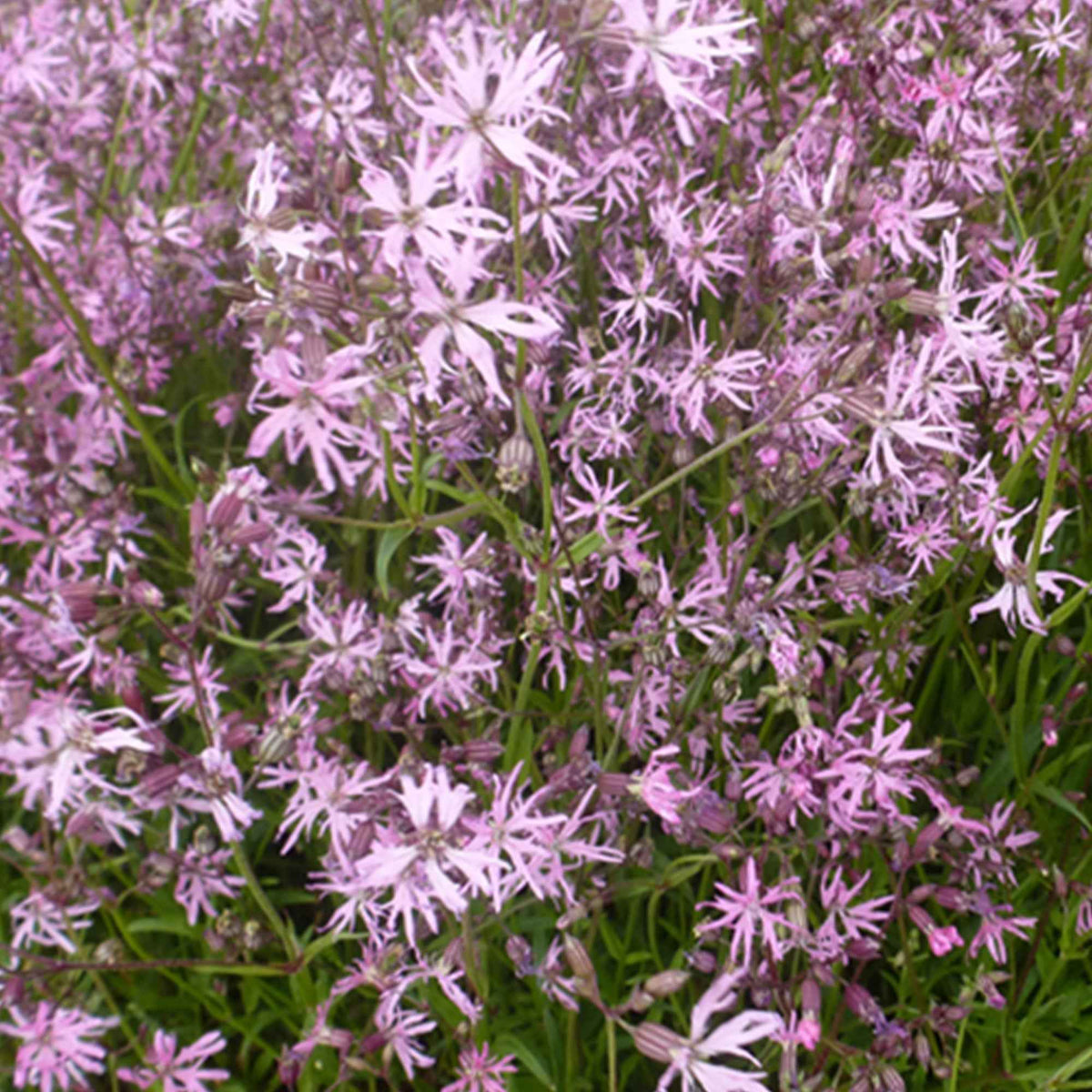 Alle vijverplanten - Echte koekoeksbloem (x3) - Lychnis flos-cuculi