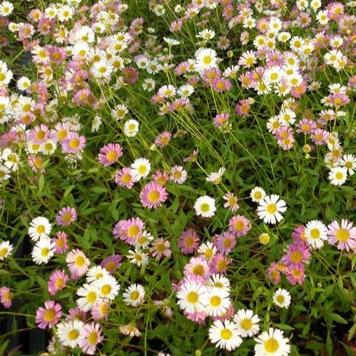 Fijnstraal - Erigeron karvinskianus - Heesters en vaste planten