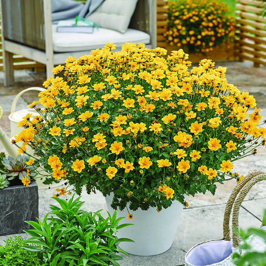 Bidens (x3) - Bakker