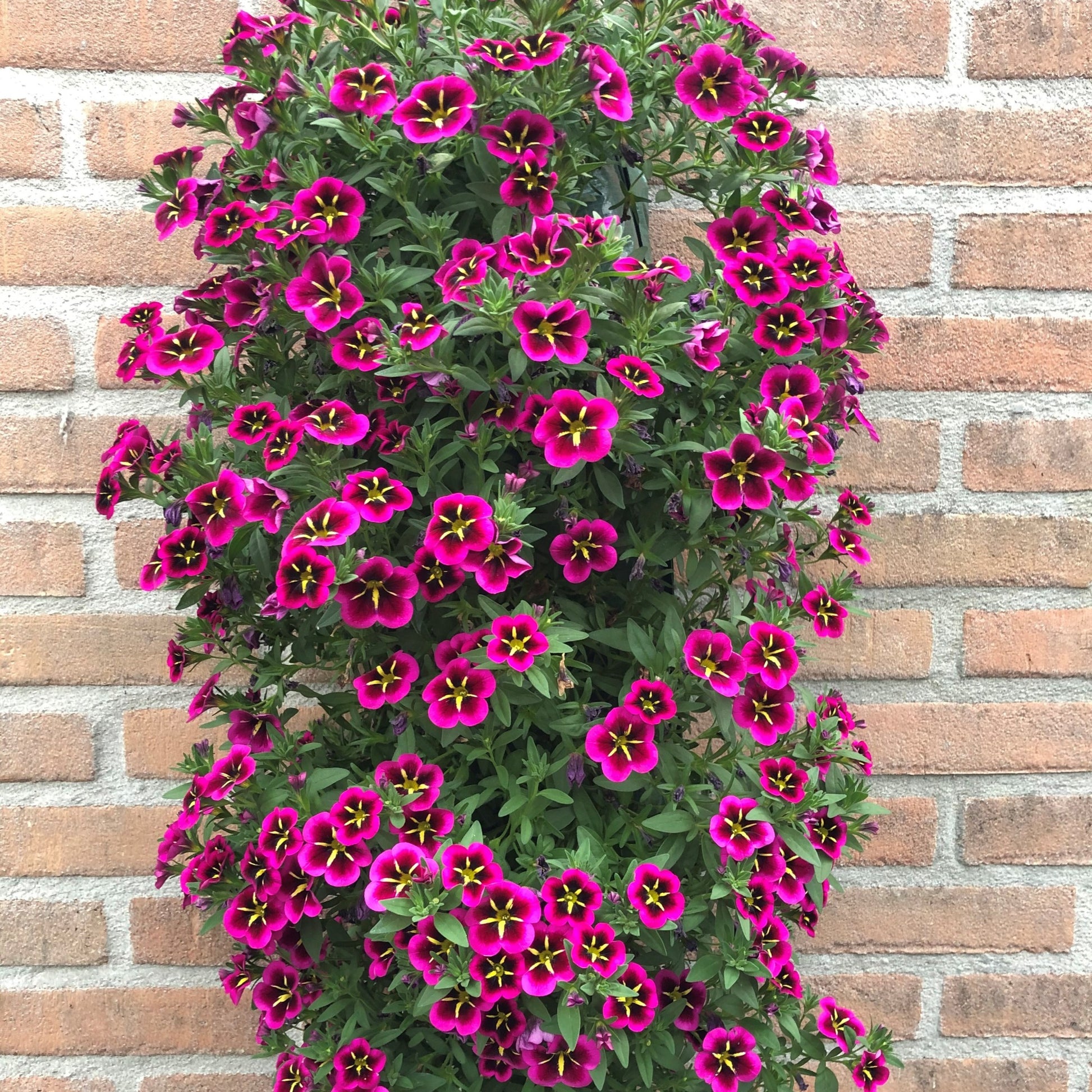 Petunia 'Good Night Kiss' (x3) - Calibrachoa cabaret® 'good night kiss' - Perkplanten