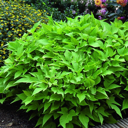 Groene zoete aardappel (x3) - Ipomoea batatas 'sweet caroline green' - Heesters en vaste planten