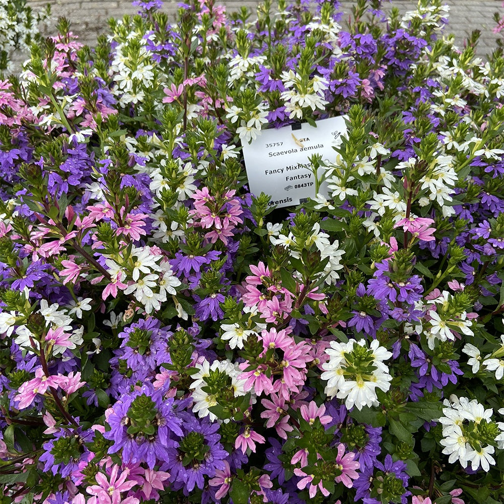 Waaierbloem gemengd (x3) - Bakker