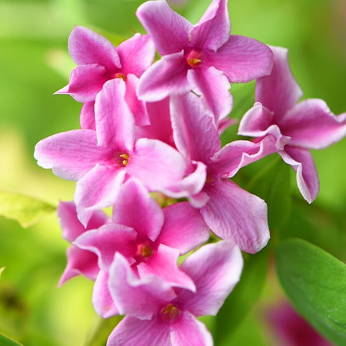 Roze Jasmijn Summer Scent - Jasminum x stephanense Starry Summer Scent - Heesters en vaste planten