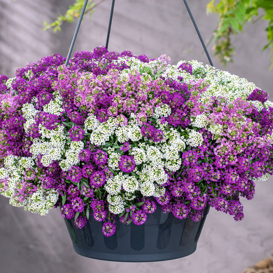 Sneeuwkleed (x3) - Bakker