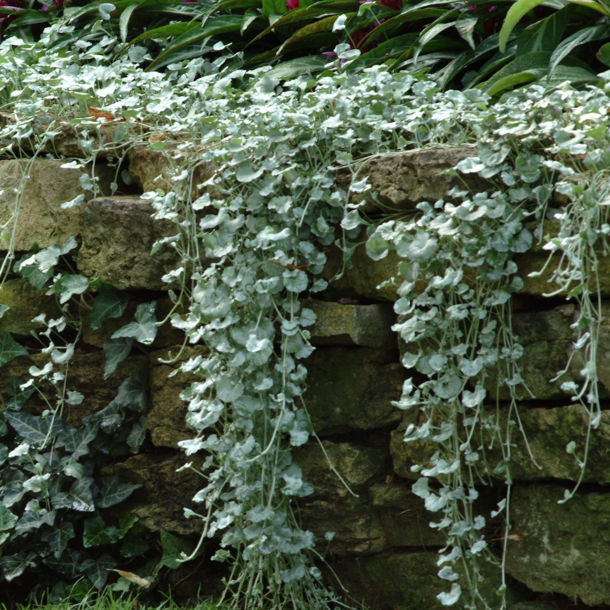 Dichondra (x3) - Heesters en vaste planten