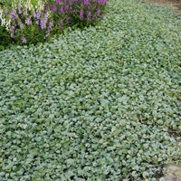 Dichondra (x3) - Vaste planten