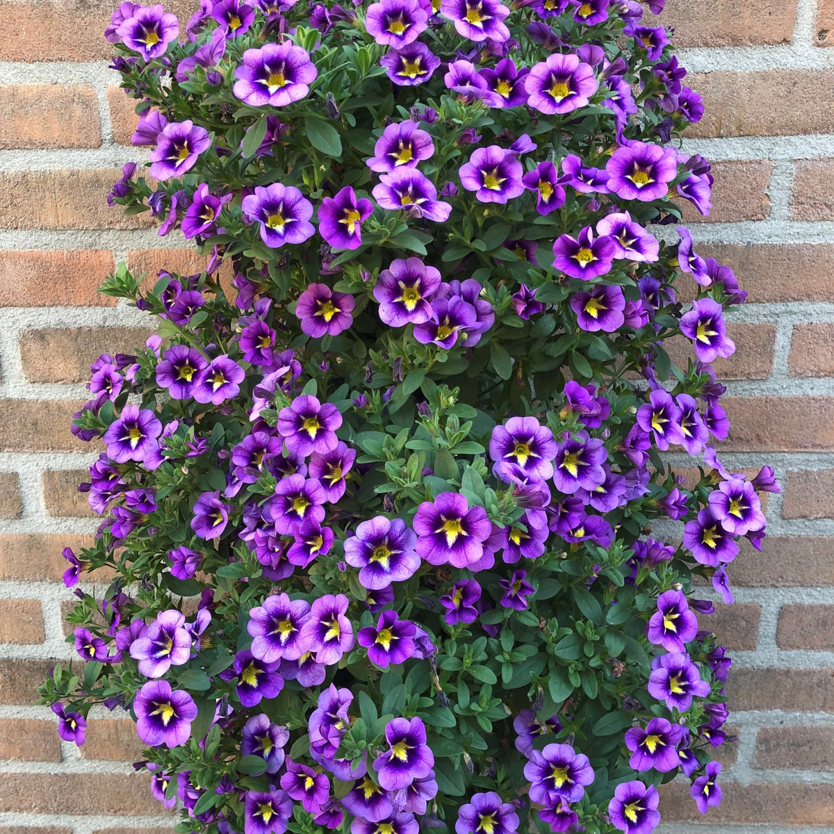 Petunia en Calibrachoa - Mini Petunia Bumble Bee (x3) - Calibrachoa Cabaret® Bumble Bee