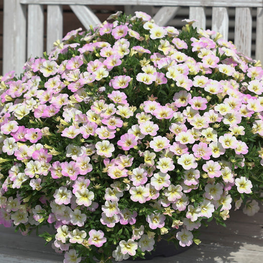 Gevulde Mini Petunia pastelkleur (x3) - Perkplanten