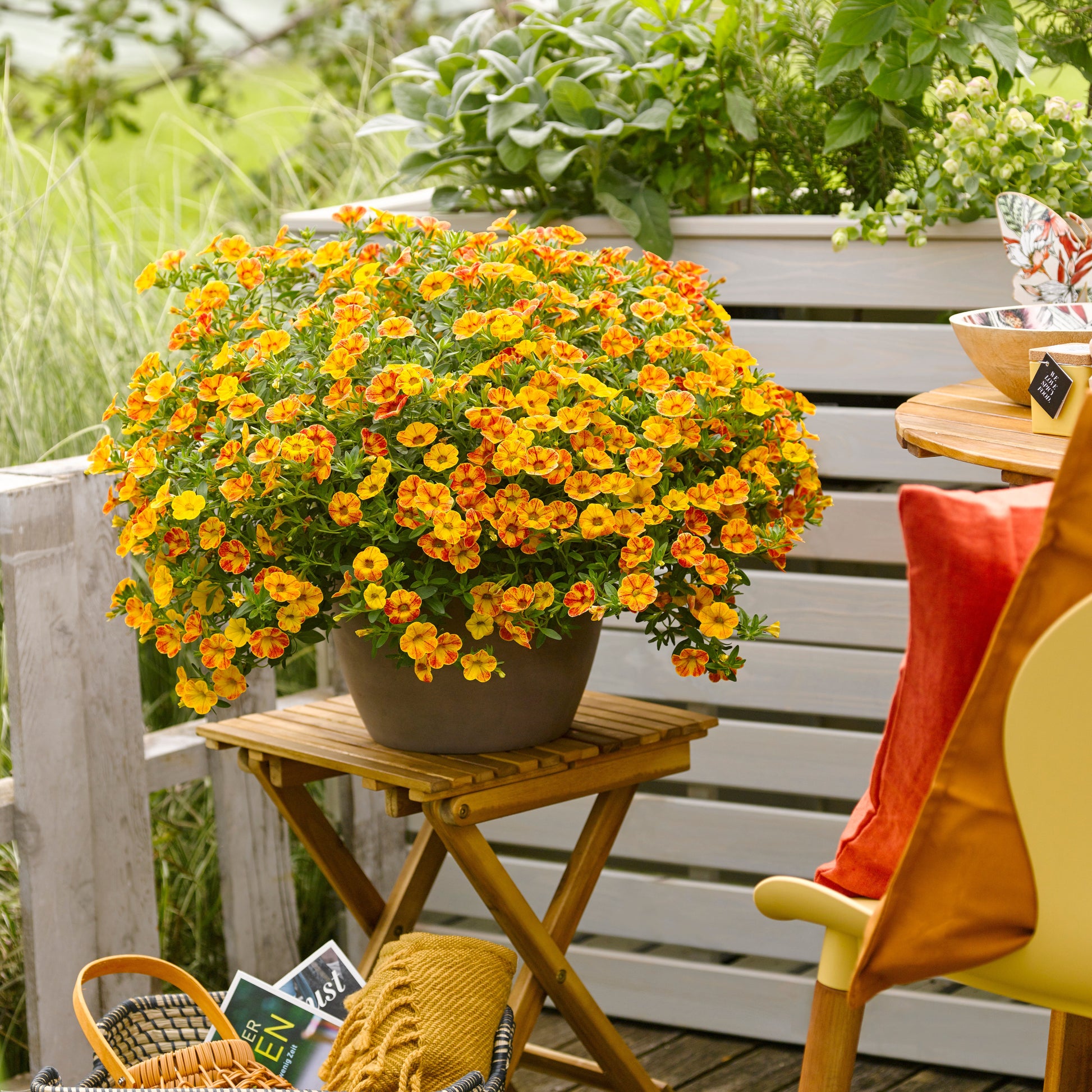 Mini Petunia geel-oranje(x2) - Terras- en balkonplanten