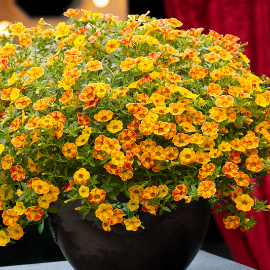 Mini Petunia geel-oranje(x2) - Bakker