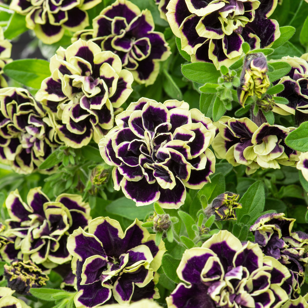 Gevulde Petunia zwart-geel(x2) - Petunia Midnight Gold - Bakker
